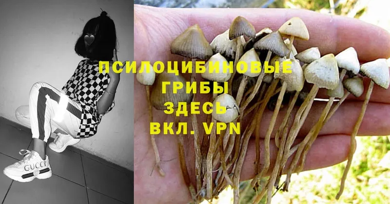 купить наркотик  Новокузнецк  Галлюциногенные грибы MAGIC MUSHROOMS 